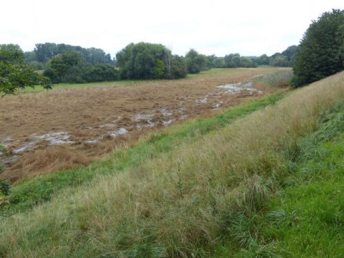 NABU Mannheim Wiesenbereich Altwasser Sandhofen
