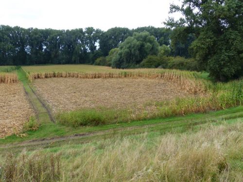 NABU Mannheim Maisacker in Wilhelmwörth